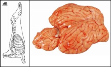 Sheep Brain