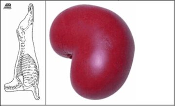 Sheep Kidney