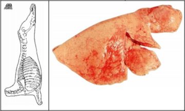 Sheep Lungs